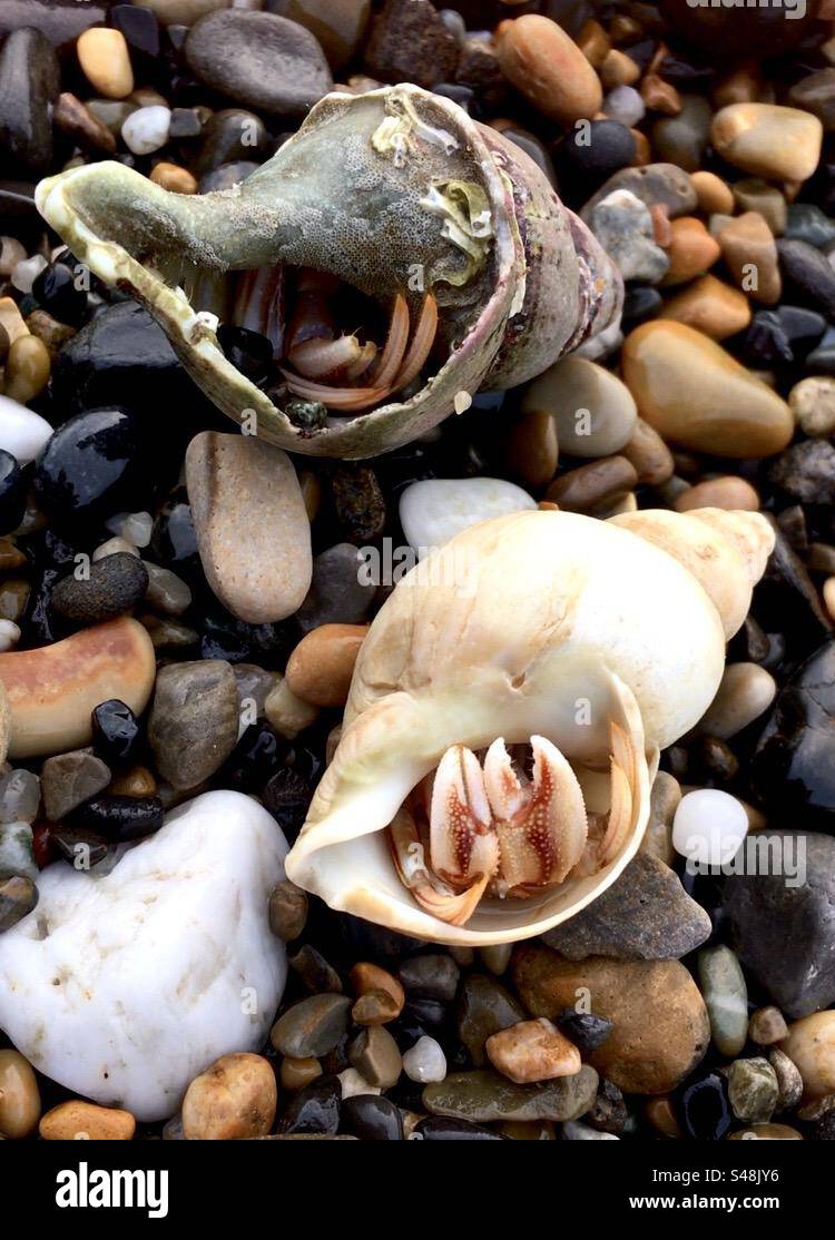 Sea shells, beach, hermit crabs, crabs, crab claw, shells, brown, cream ...