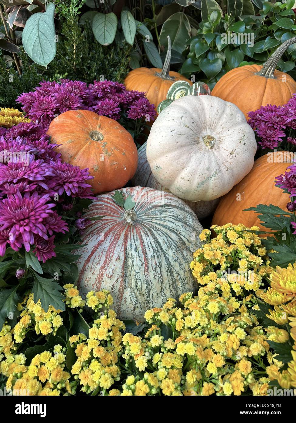 Variety of pumpkins and flowers in an autumn garden Stock Photo