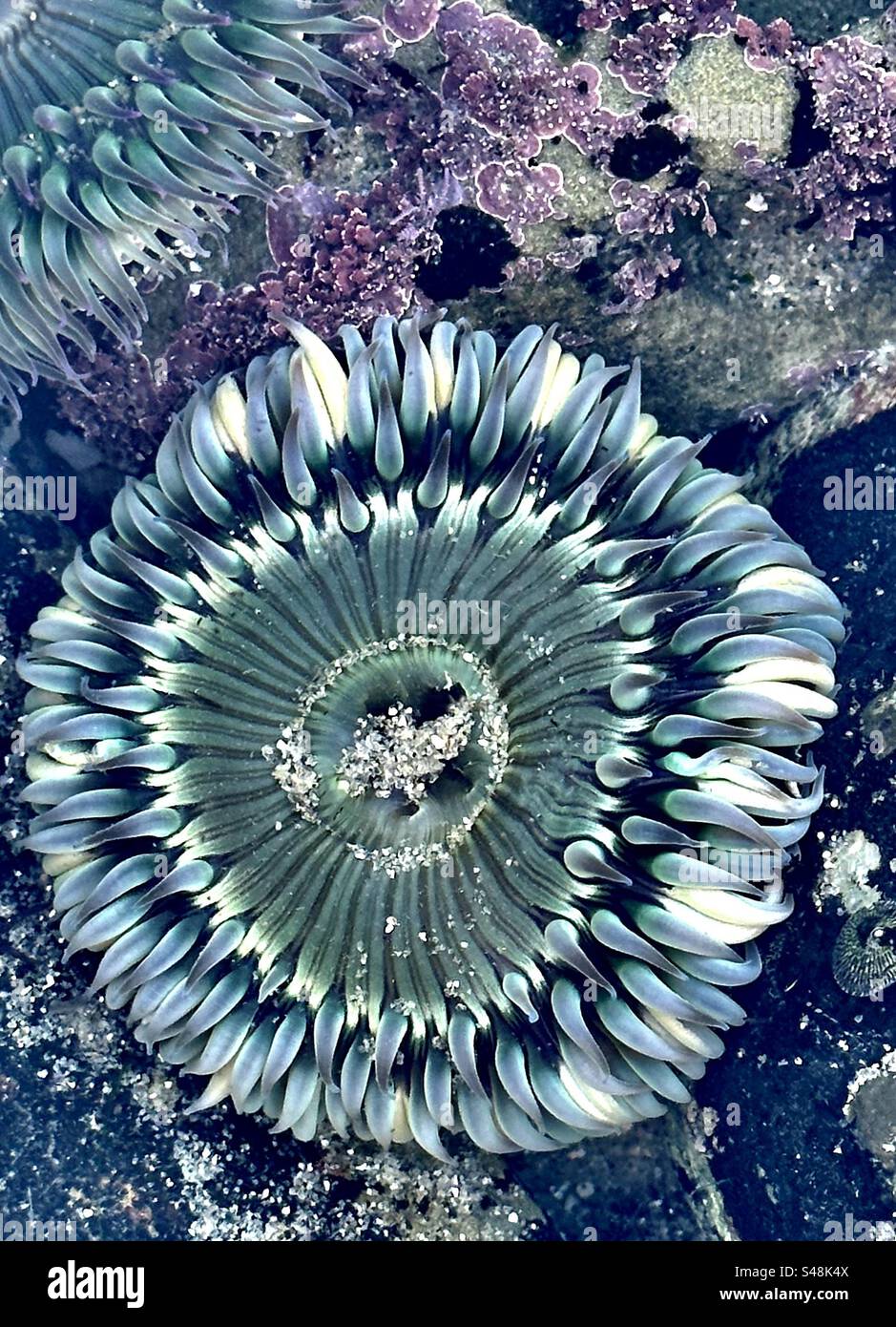 Actininiidae hires stock photography and images Alamy