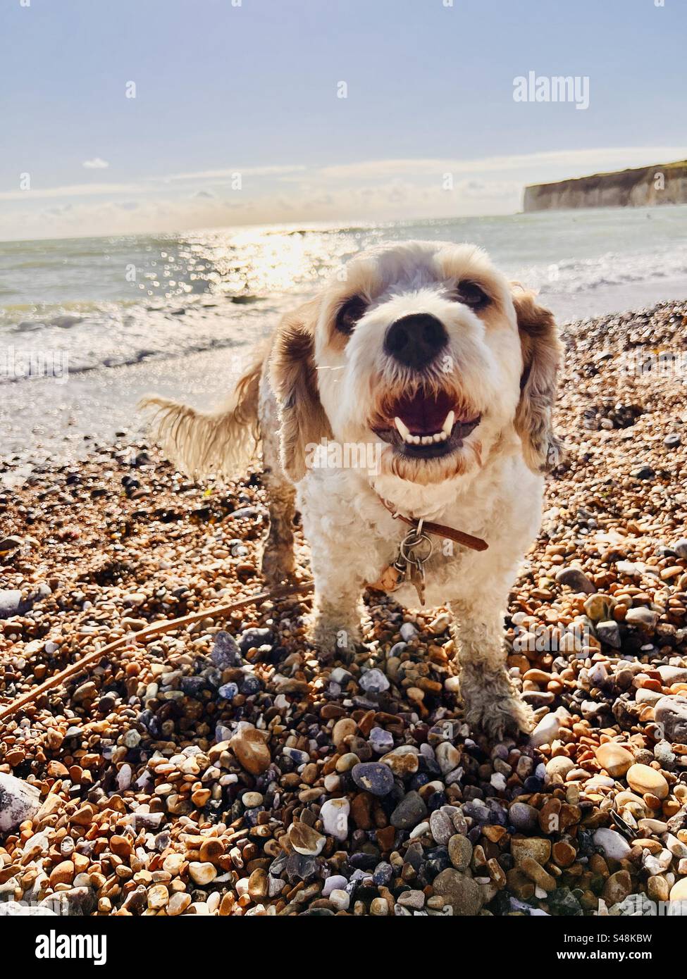 Cavapoo sussex cheap