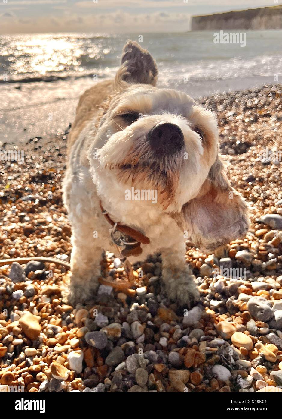 Cavapoo sussex best sale
