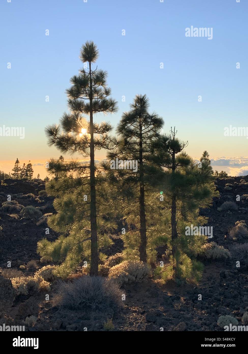 Pine trees at sunset Teide national park Stock Photo