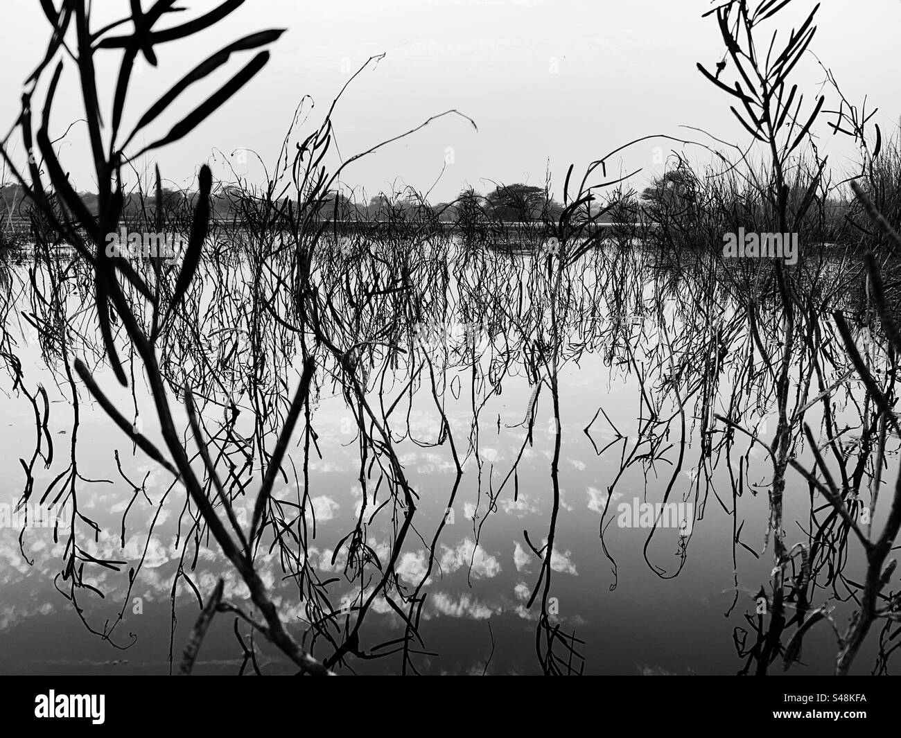 Beautiful scenery in black and white - Smartphone Captured Stock Image