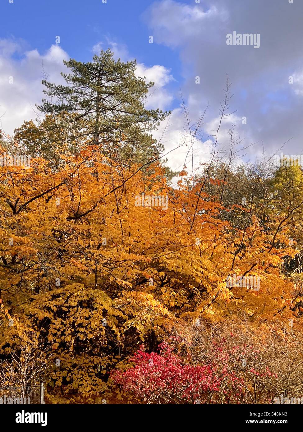 Yellow autumn leaves on the trees at Westonbirt arboretum Stock Photo