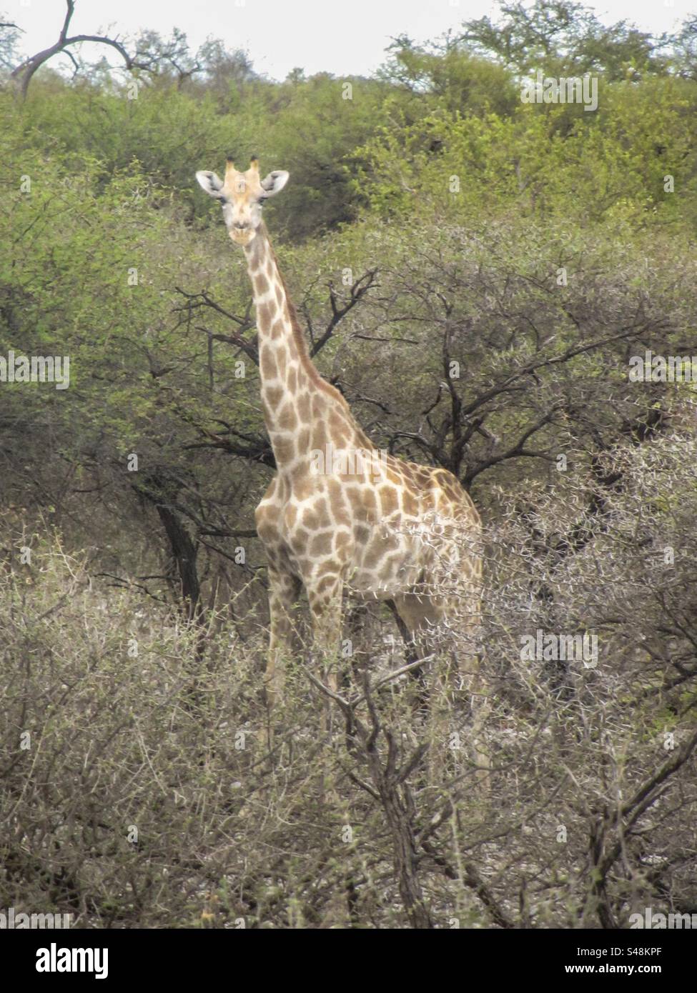 Giraffe in Etosha National Park, Namibia - Smartphone Captured Stock Image