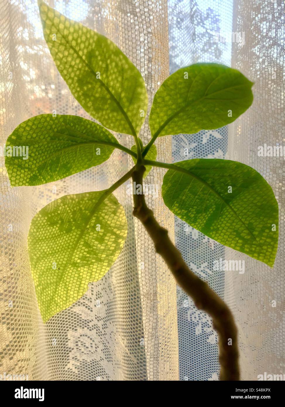 Leaves and lace daintily backlit in a window setting. Lace pattern reflected on the plant.  Nature in my room. - Smartphone Captured Stock Image