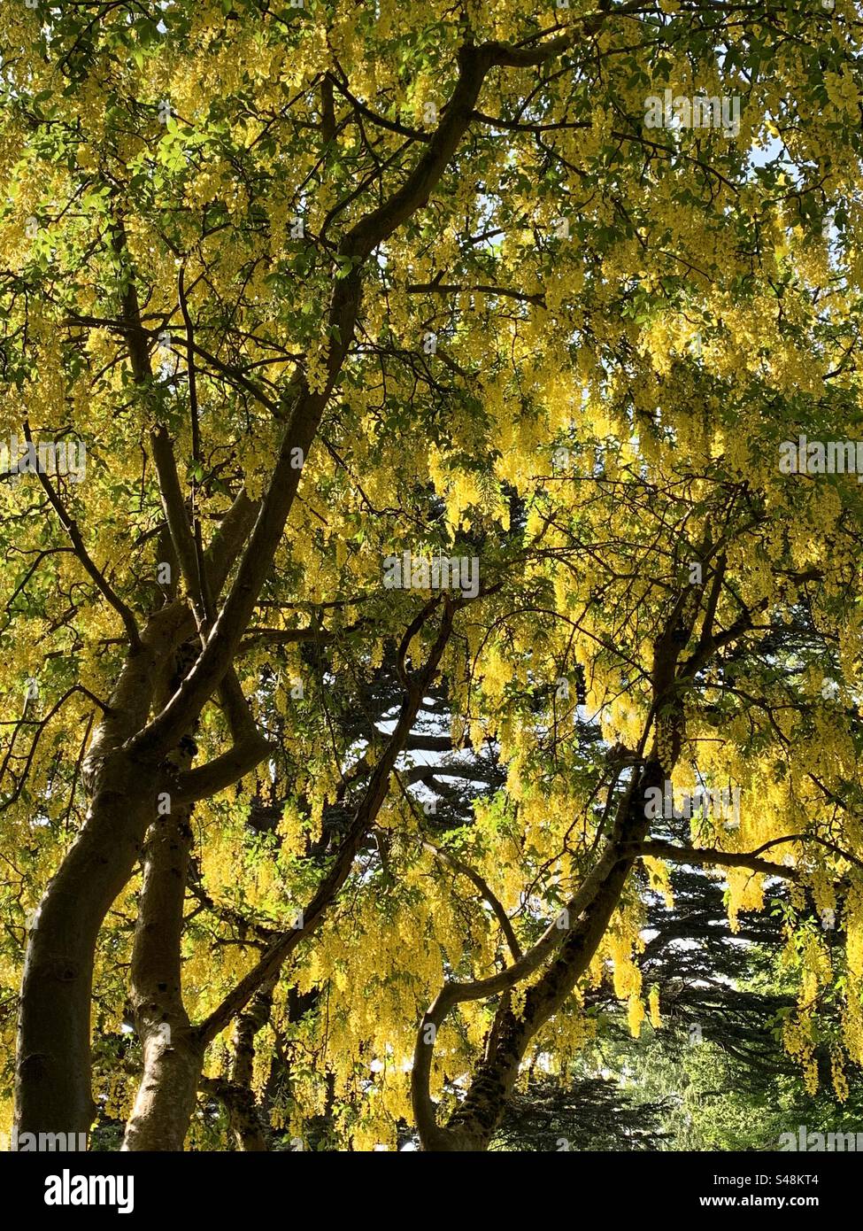Golden yellow laburnum tree Stock Photo