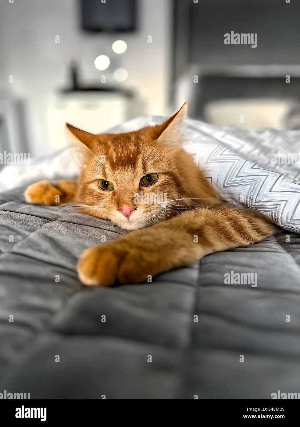 Cat under covers hires stock photography and images Alamy