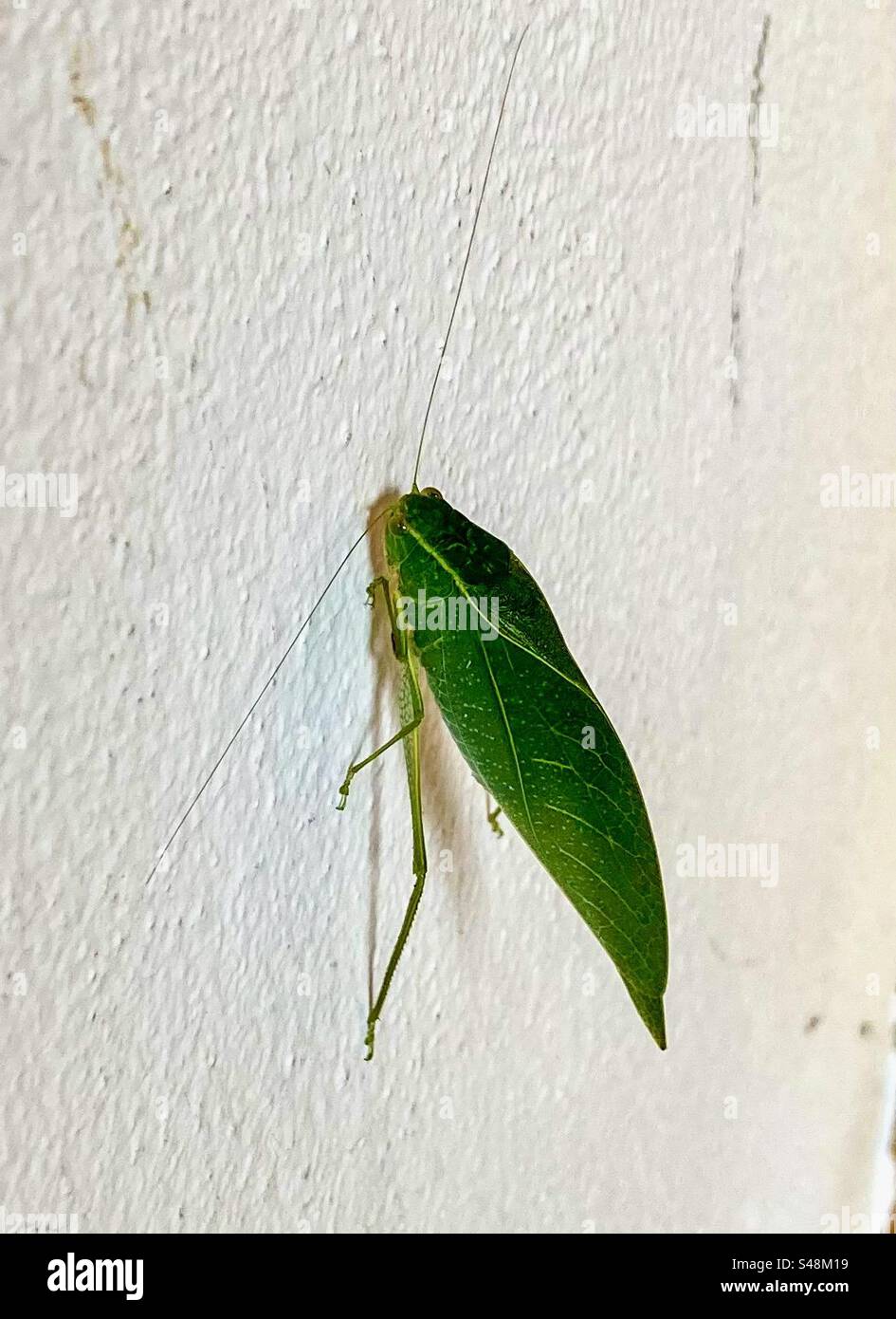 Closeup of a Microcentrum, it is a genus of phaneropterid bushcrickets, sometimes known as 'angle-wing katydids. - Smartphone Captured Stock Image