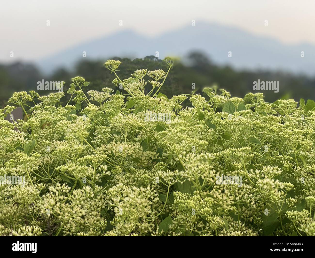 the flowers are so beautiful against the backdrop of the mountains Stock Photo