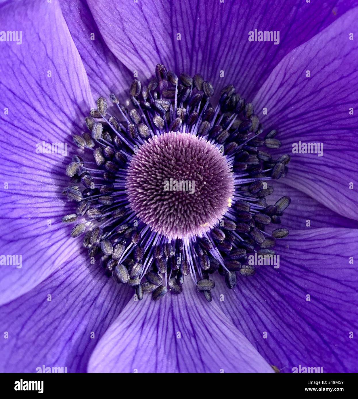 Centre of a purple anemone flower Stock Photo