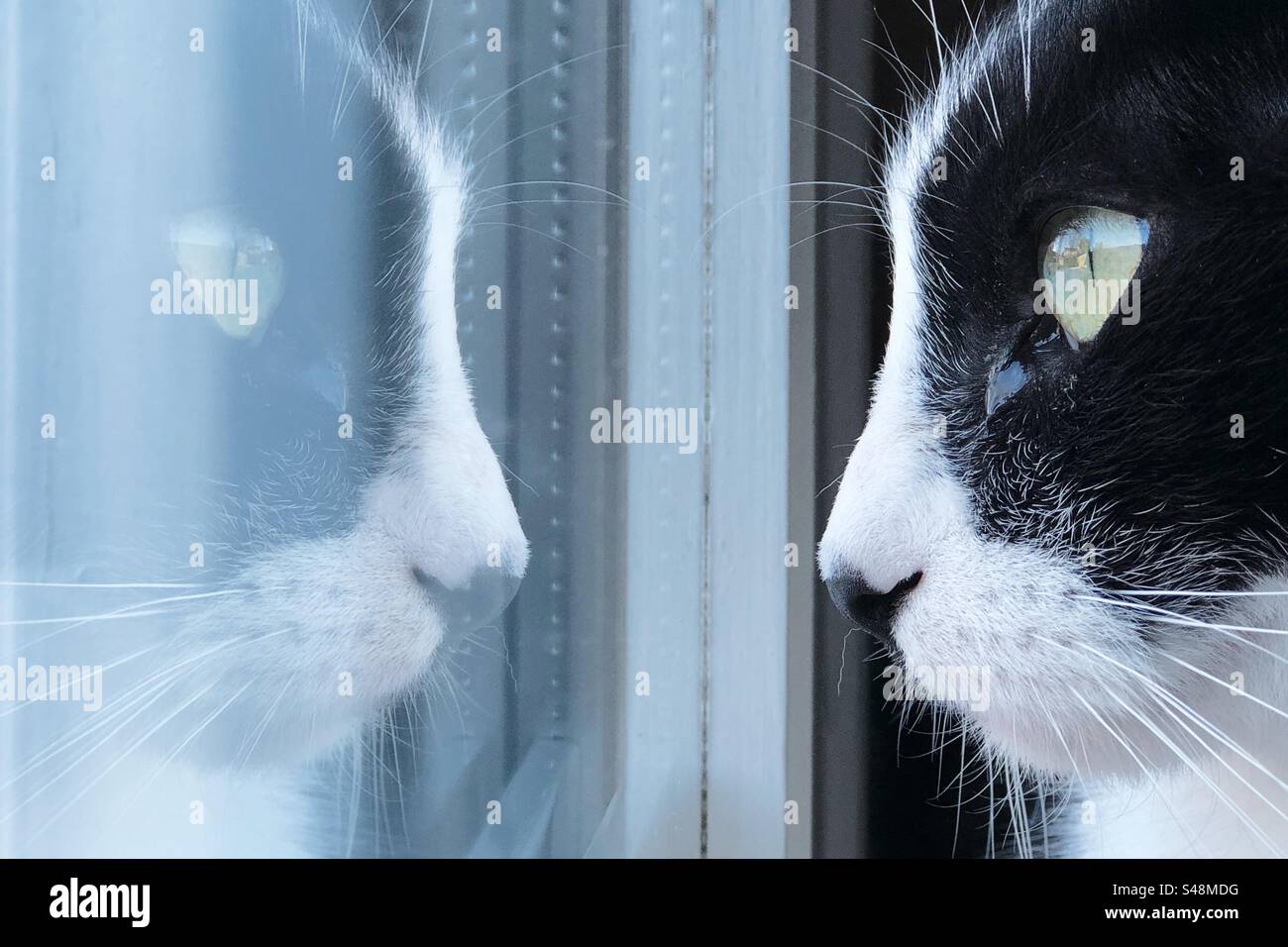 Close-up shot of a black and white cat looking at its reflection in a window - Smartphone Captured Stock Image