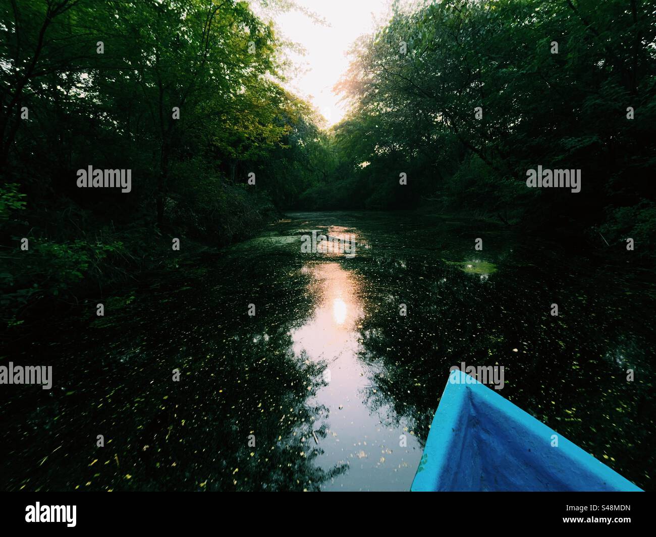 Boat ride through a river in the jungle full of trees on all sides and their reflections in the water during sunset - Smartphone Captured Stock Image