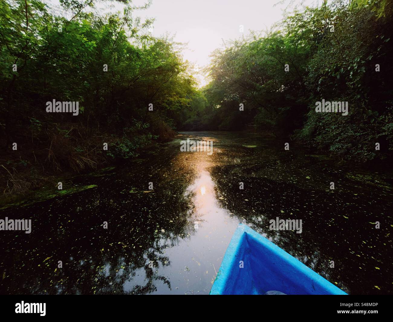 Boat ride through a river in the jungle full of trees on all sides and their reflections in the water at sunset - Smartphone Captured Stock Image
