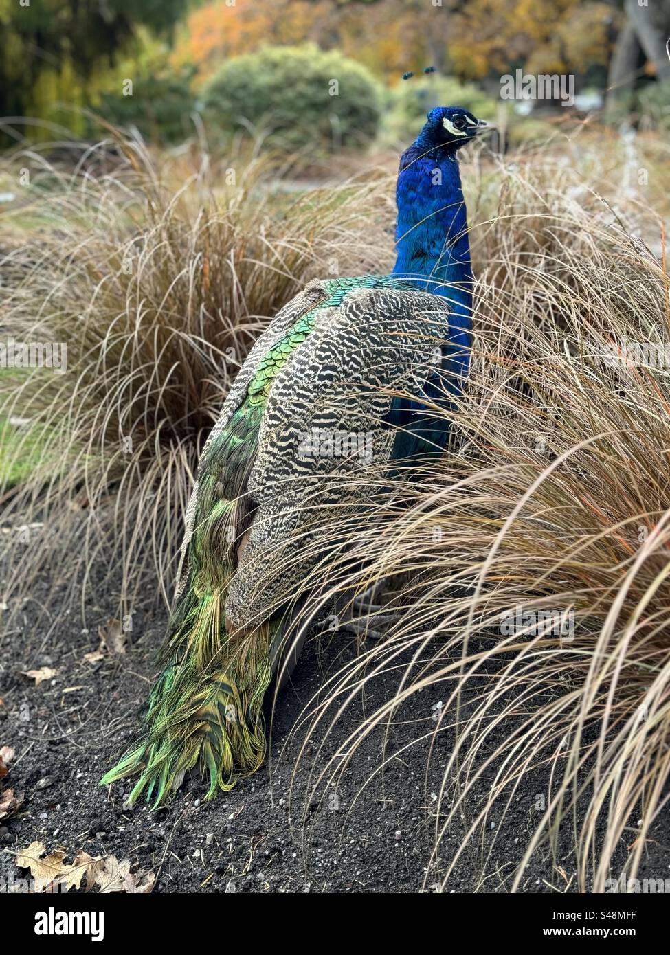 Regal bird hi-res stock photography and images - Alamy