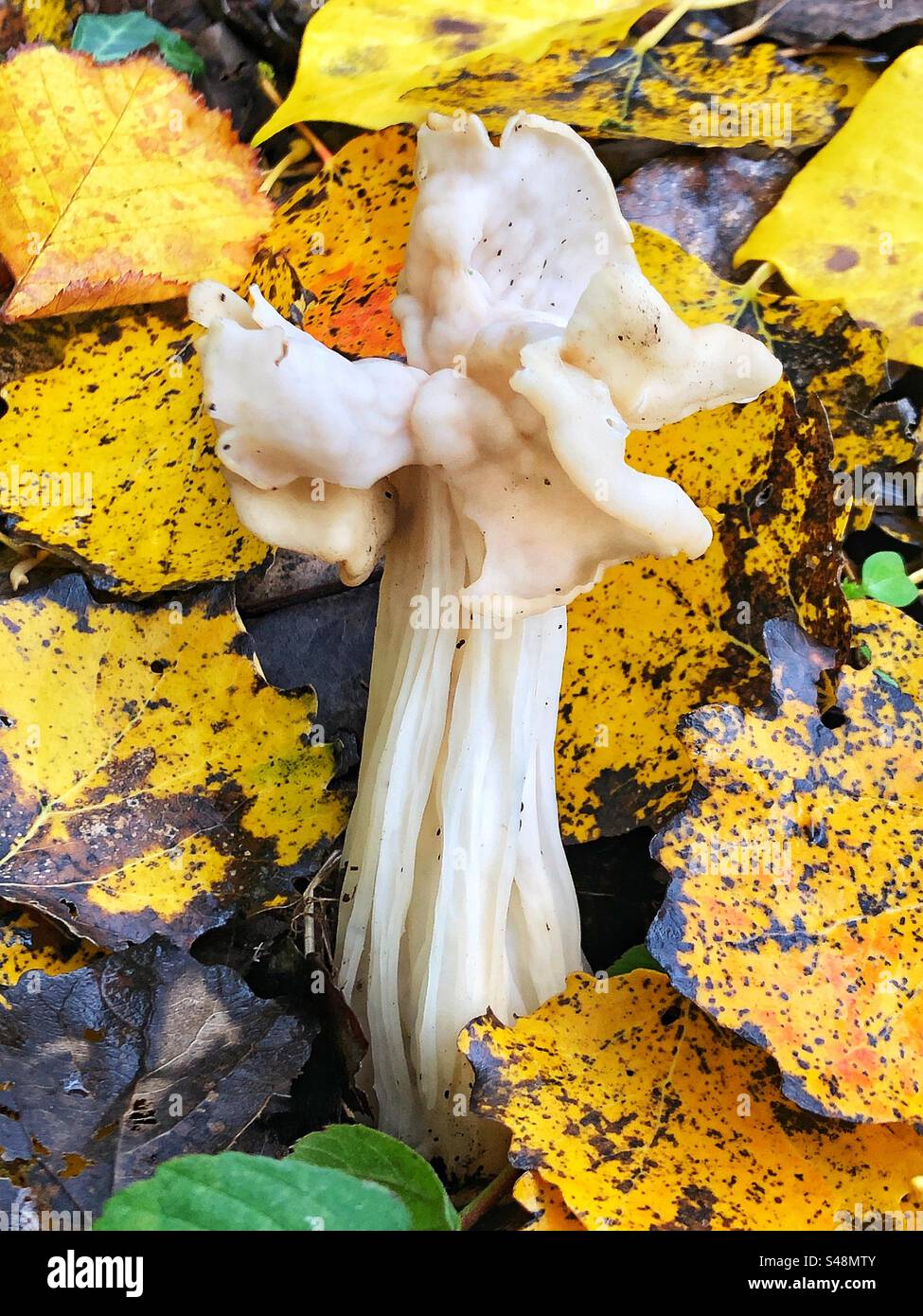 White Saddle Mushroom (Helvella crispa) growing on grass verge in Bishopstoke Hampshire United Kingdom Stock Photo