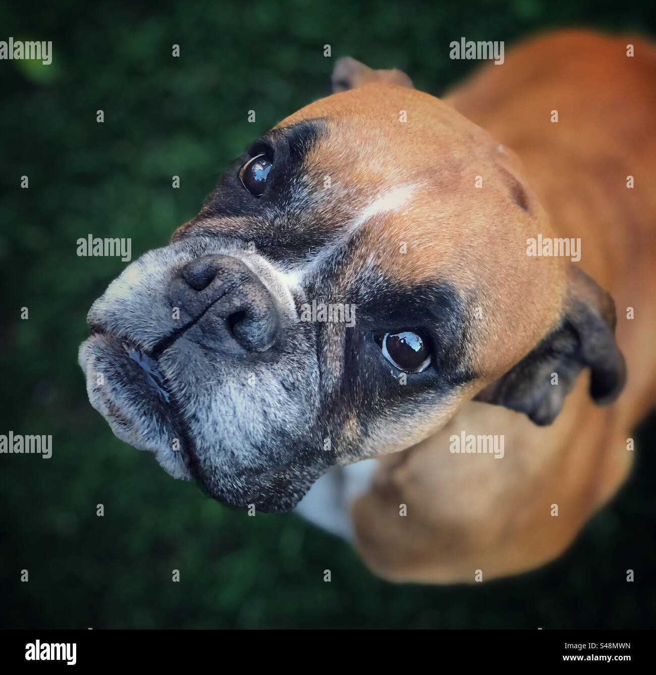 Fawn middle aged boxer dog looking up lovingly at her owner - Smartphone Captured Stock Image