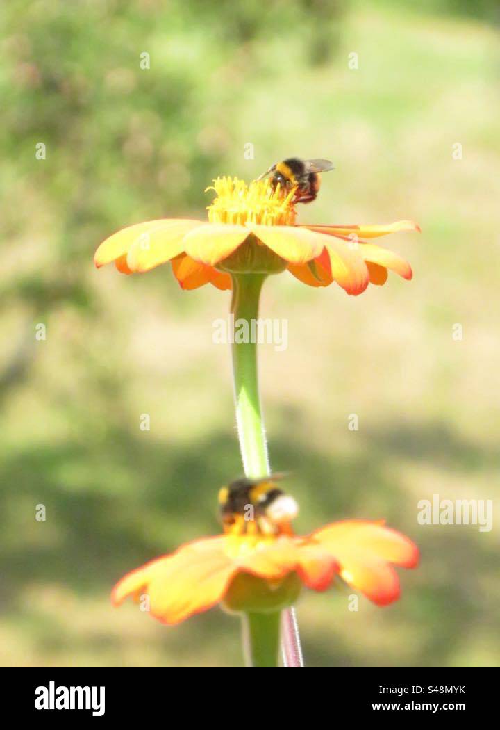 Bees on Flower! Stock Photo