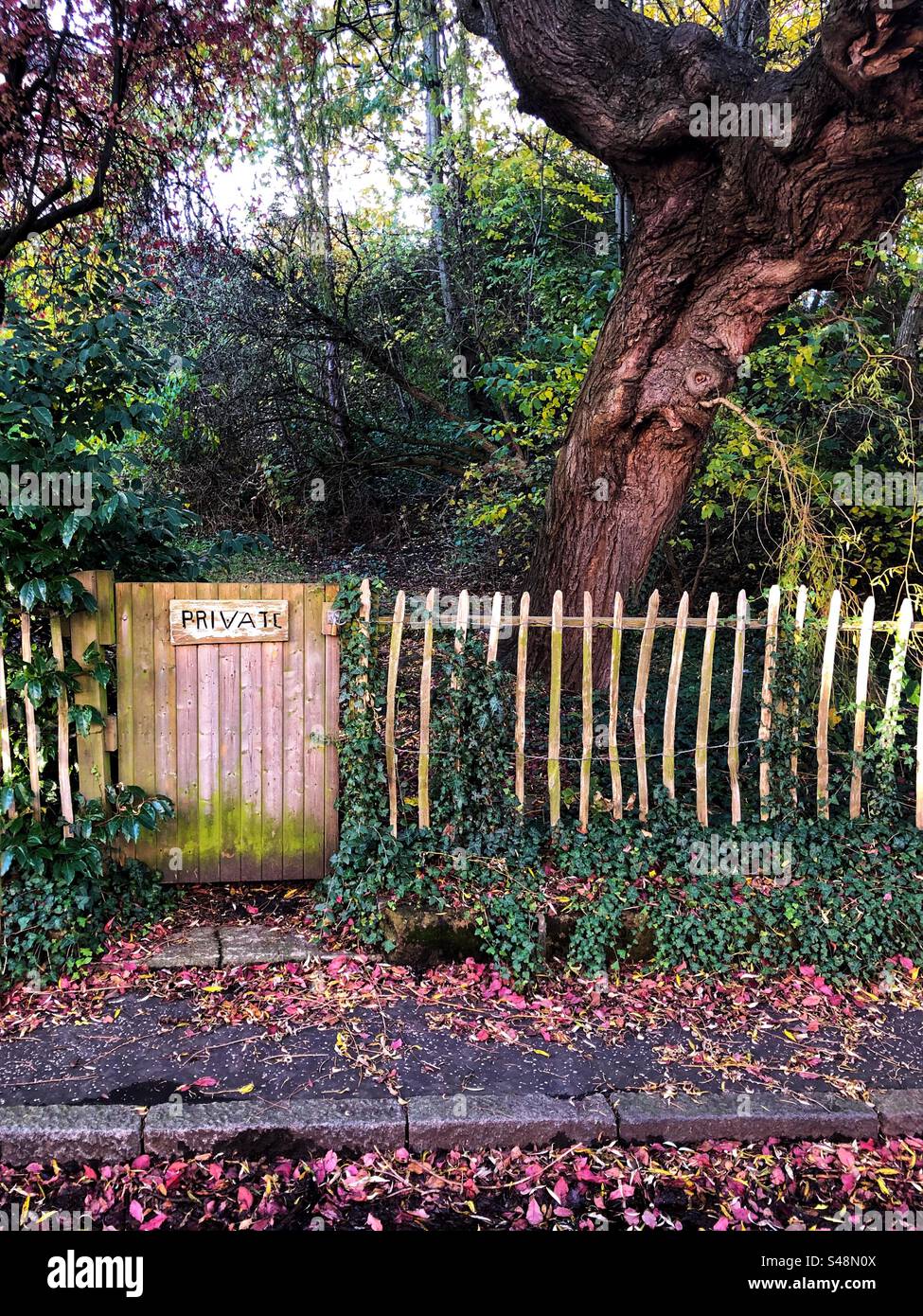 Private garden in Autumn - Smartphone Captured Stock Image
