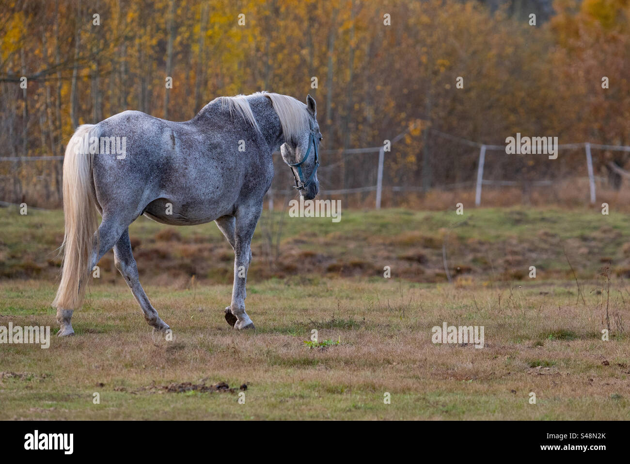 Horse on the meadow - Smartphone Captured Stock Image
