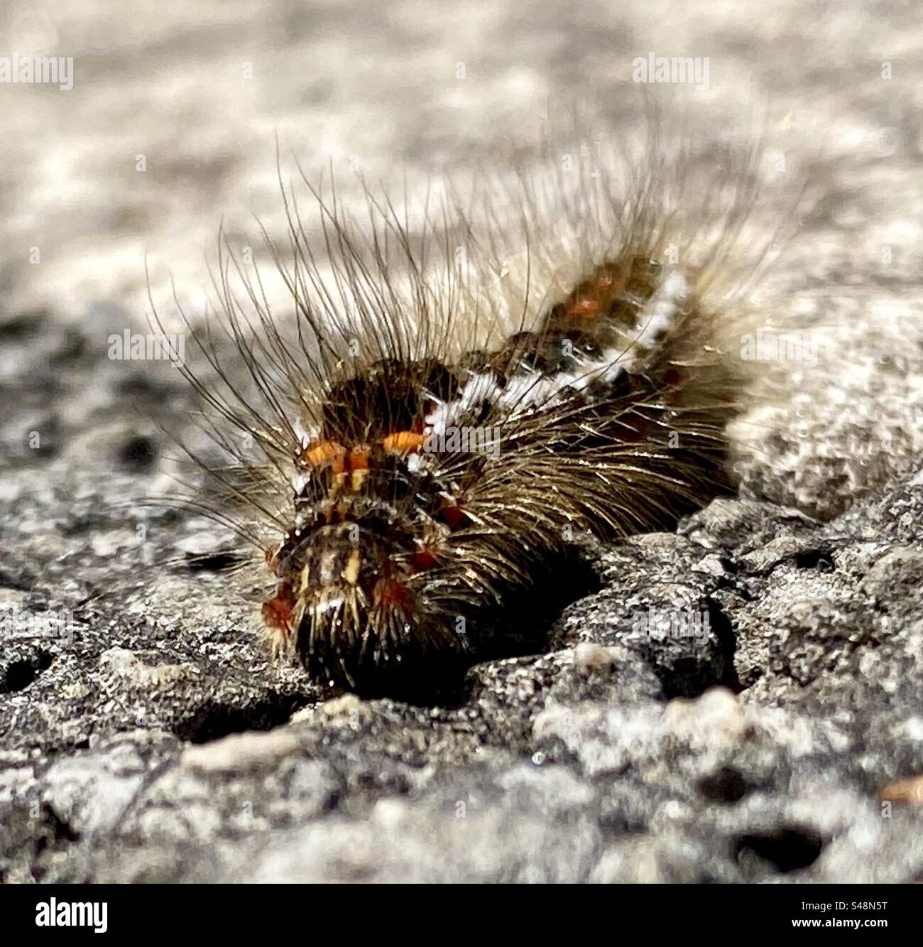 Caterpillar hairy hi-res stock photography and images - Alamy
