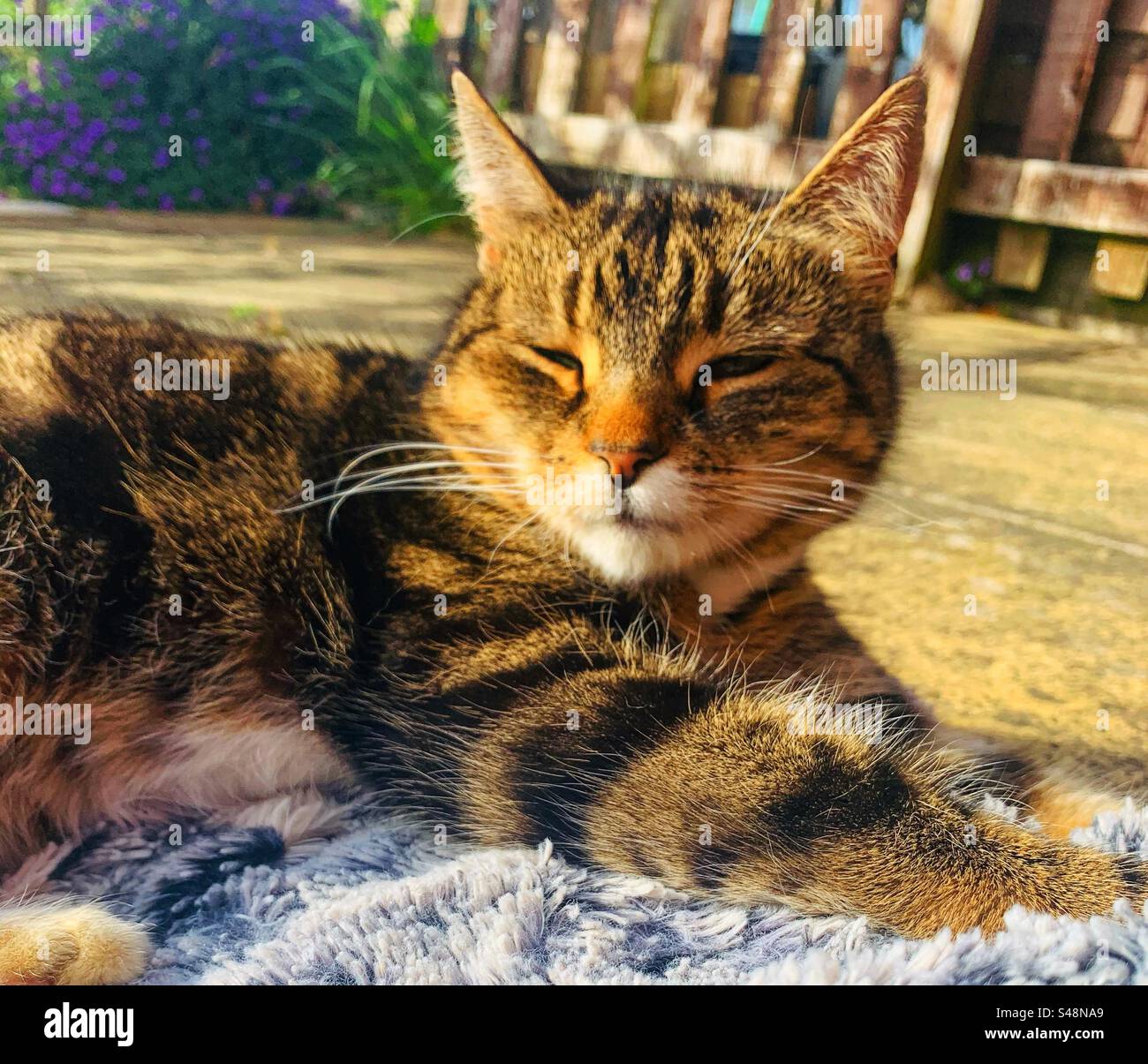 A tabby cat sunbathing in the garden Stock Photo