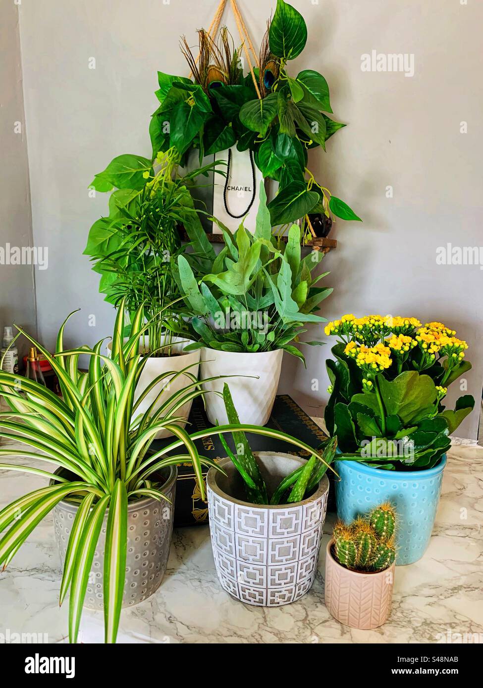 Plants house hi-res stock photography and images - Alamy
