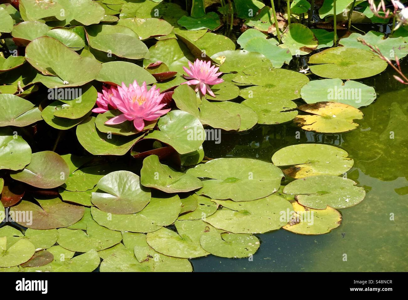 Lily pads and pink lotus flowers on a pond in Palavas-Les-Flots, Occitanie, France - Smartphone Captured Stock Image