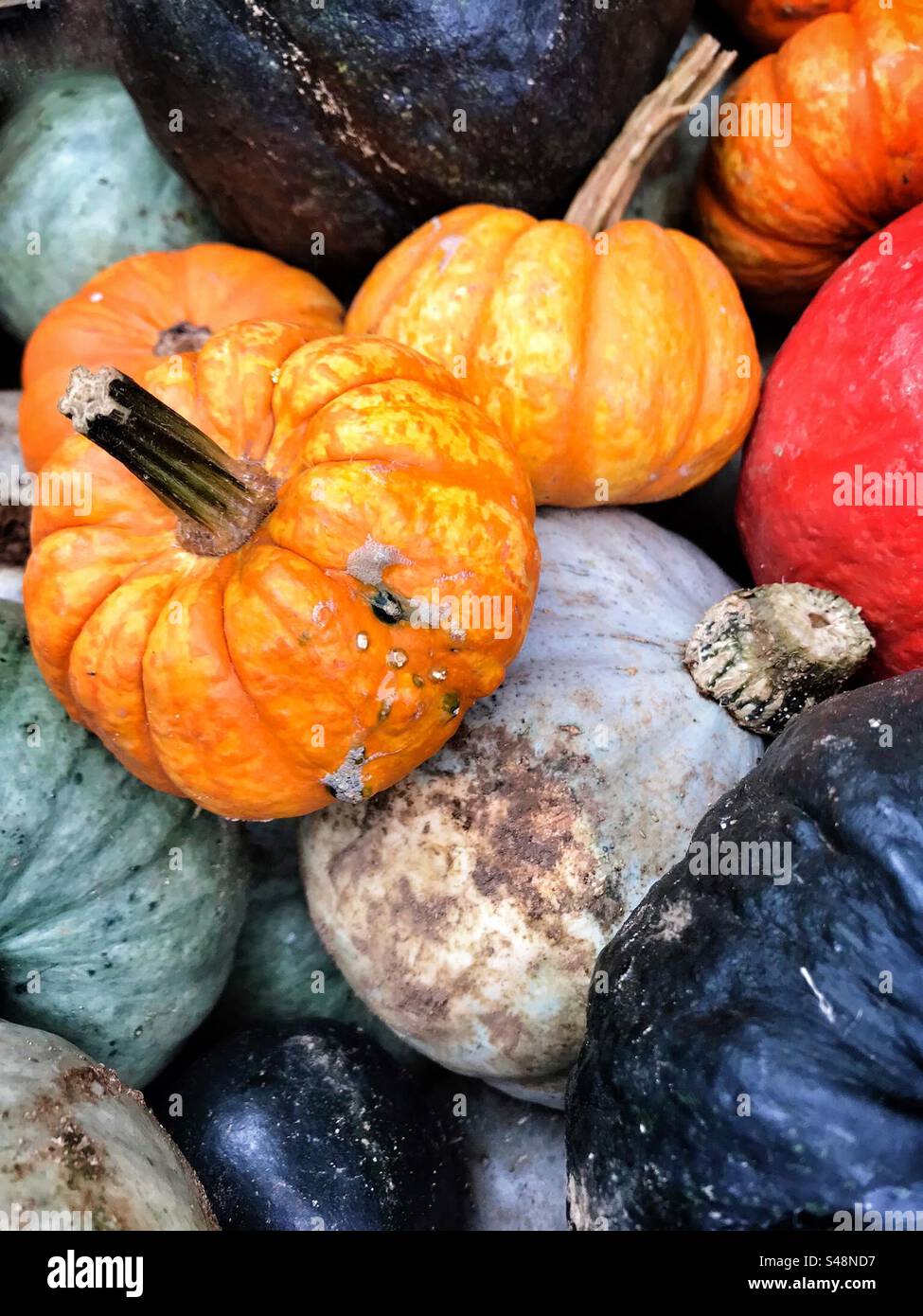 Pumpkins and squashes on sale at the market Stock Photo - Alamy