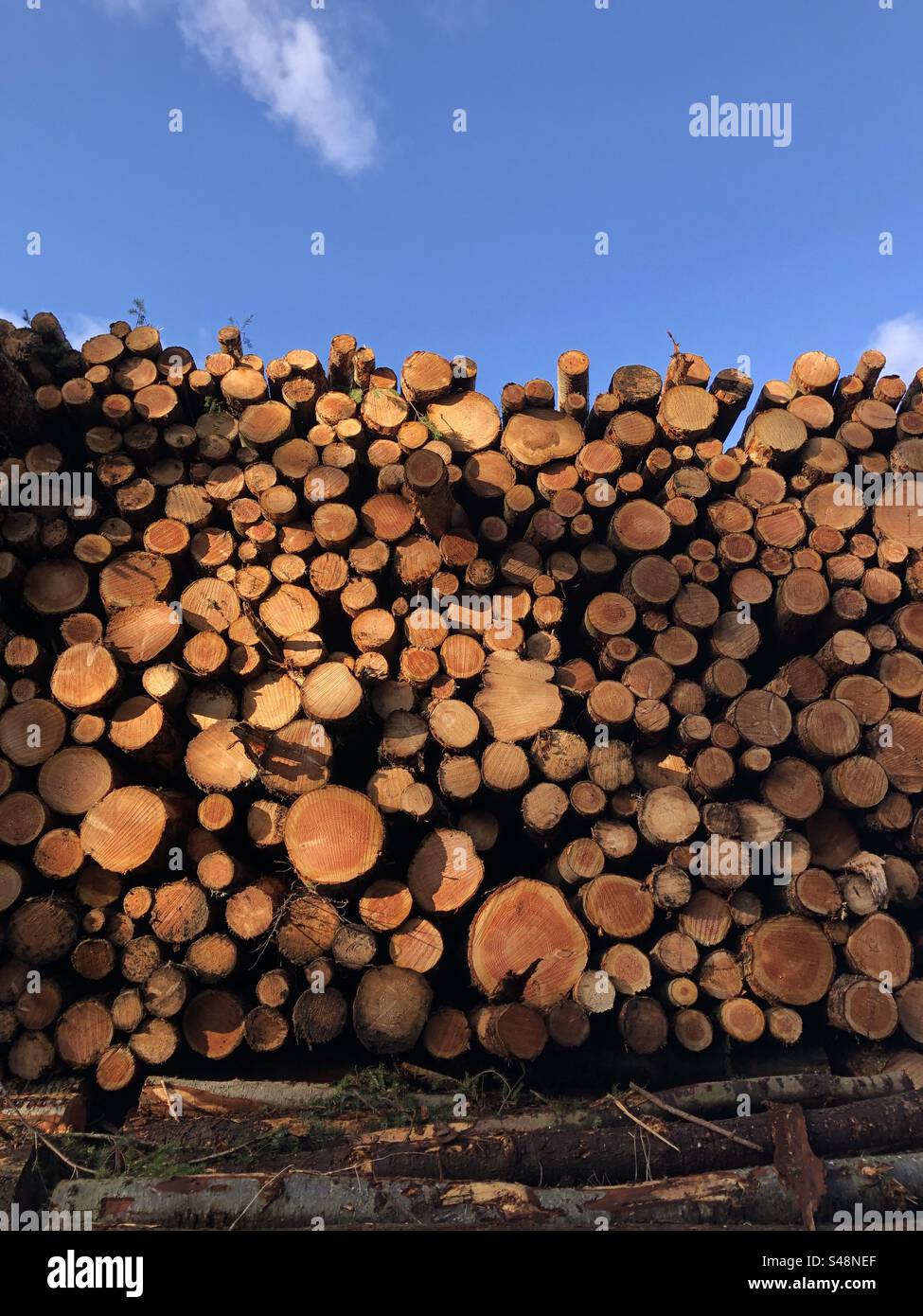 Freshly felled trees harvested as chopped logs - Smartphone Captured Stock Image
