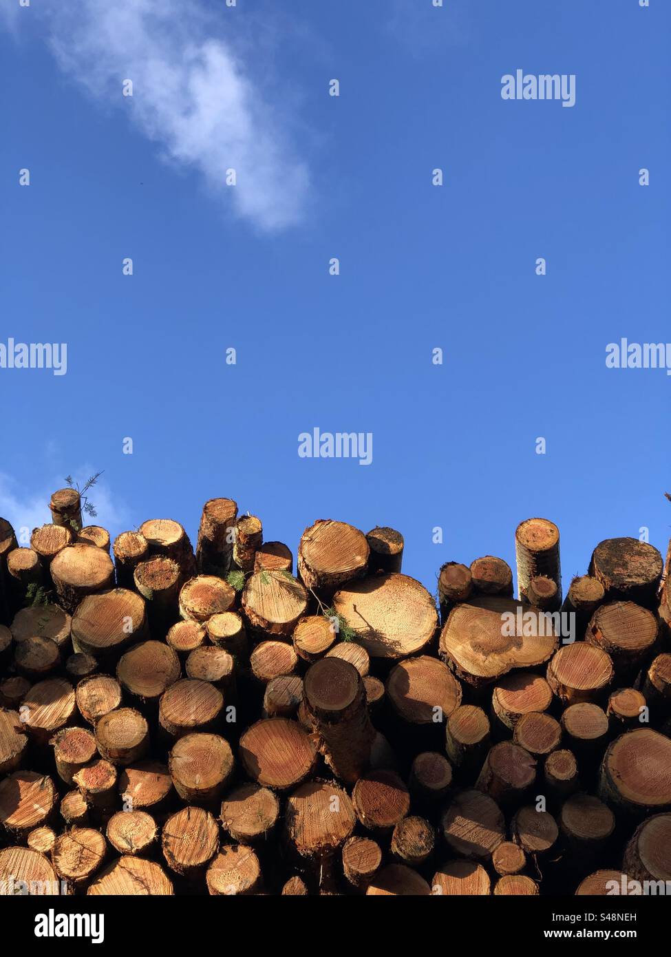 Freshly felled trees harvested as chopped logs - Smartphone Captured Stock Image