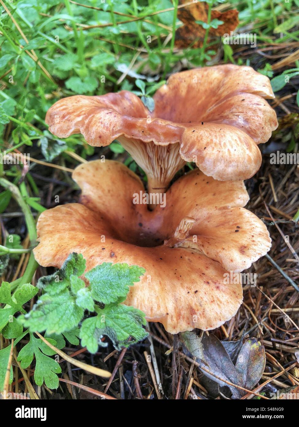 Tawny Funnel mushrooms growing under a pine tree at Lakeside Country Park Eastleigh Hampshire United Kingdom - Smartphone Captured Stock Image