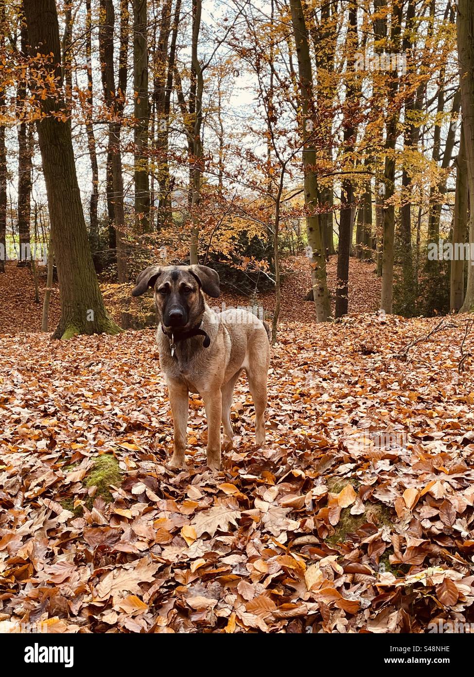 Hund, Schäferhund, Ridgeback, Wald, Herbst, Bäume, Laub, Herbstwald, bunte Blätter Autumn, Forest, Wood Stock Photo