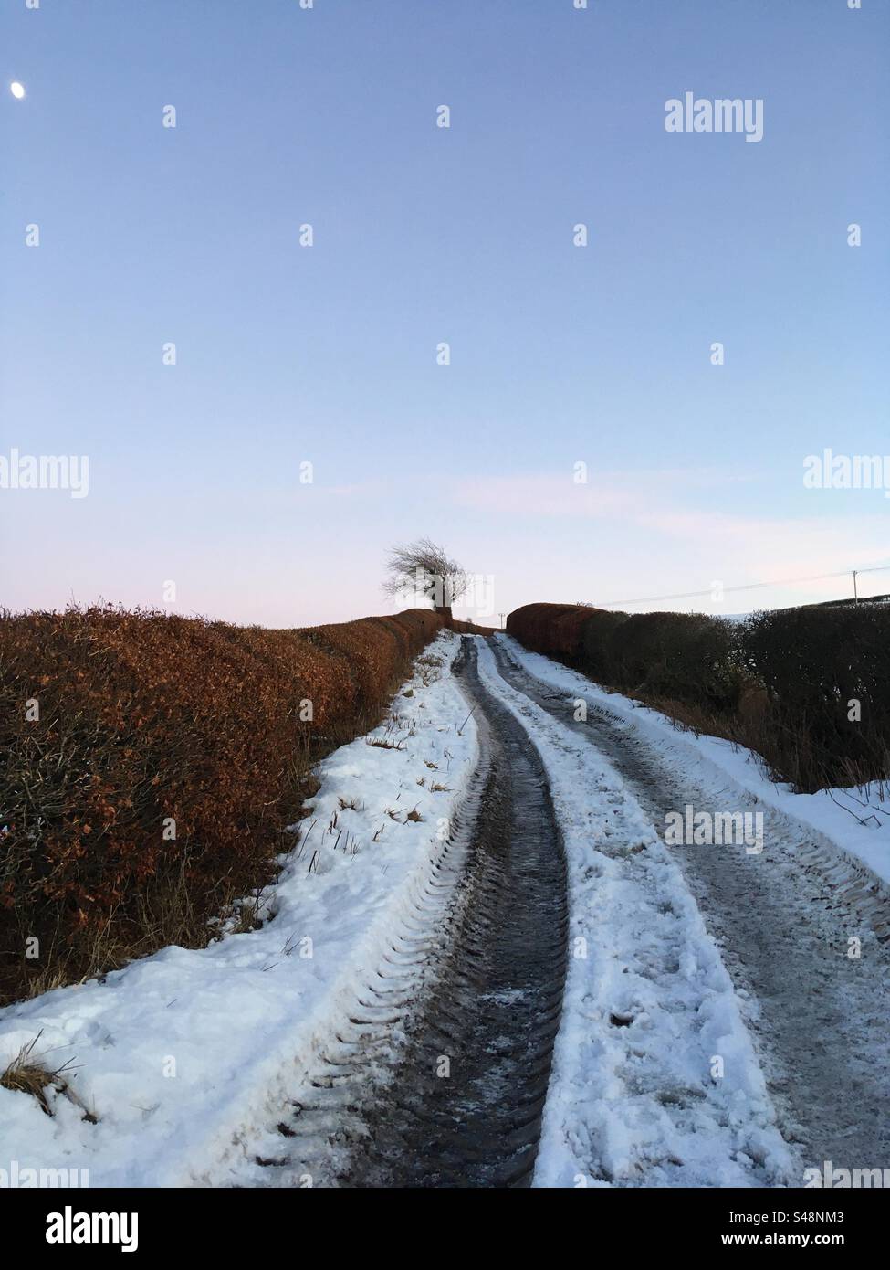 Lone Tree - Smartphone Captured Stock Image