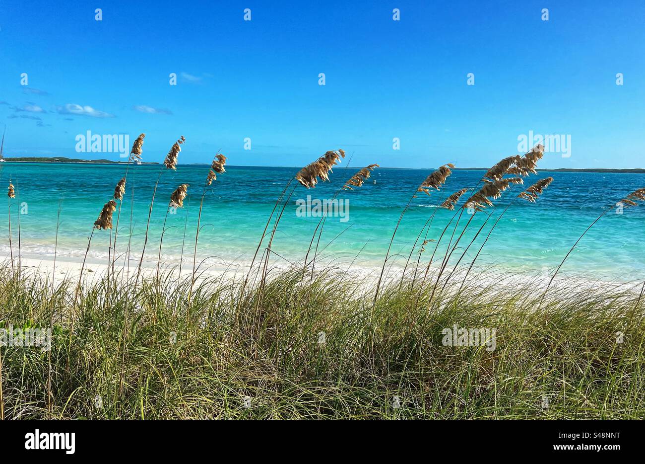 View of Ocean through the grasses in The Bahamas - Smartphone Captured Stock Image