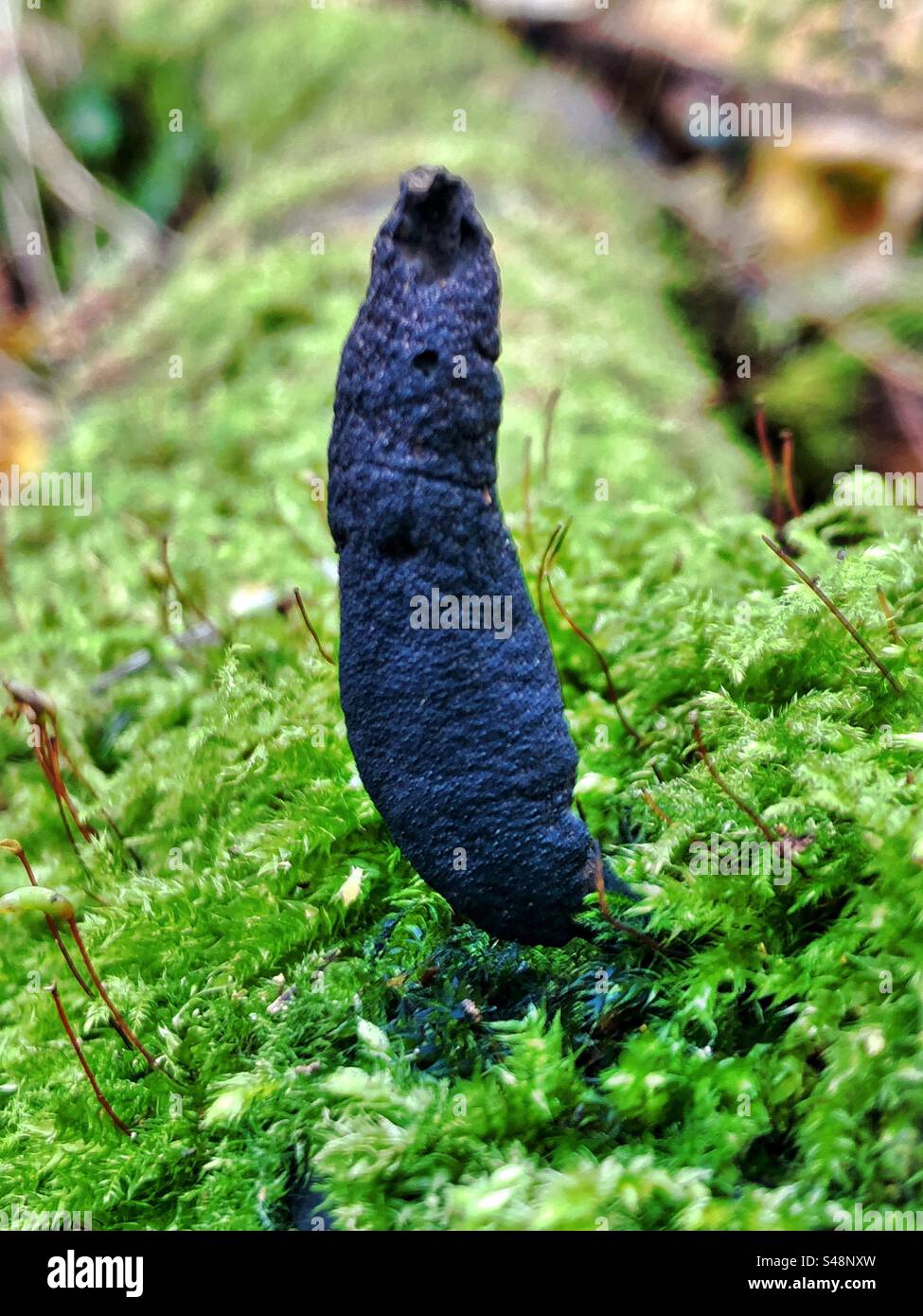 Dead Moll’s Fingers fungus (Xylaria longipes) growing at Lakeside Country Park Eastleigh Hampshire United Kingdom Stock Photo