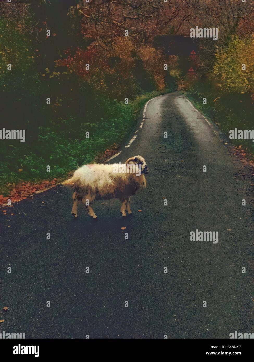 Welsh Mountain Ram on country road North Wales UK, - Smartphone Captured Stock Image