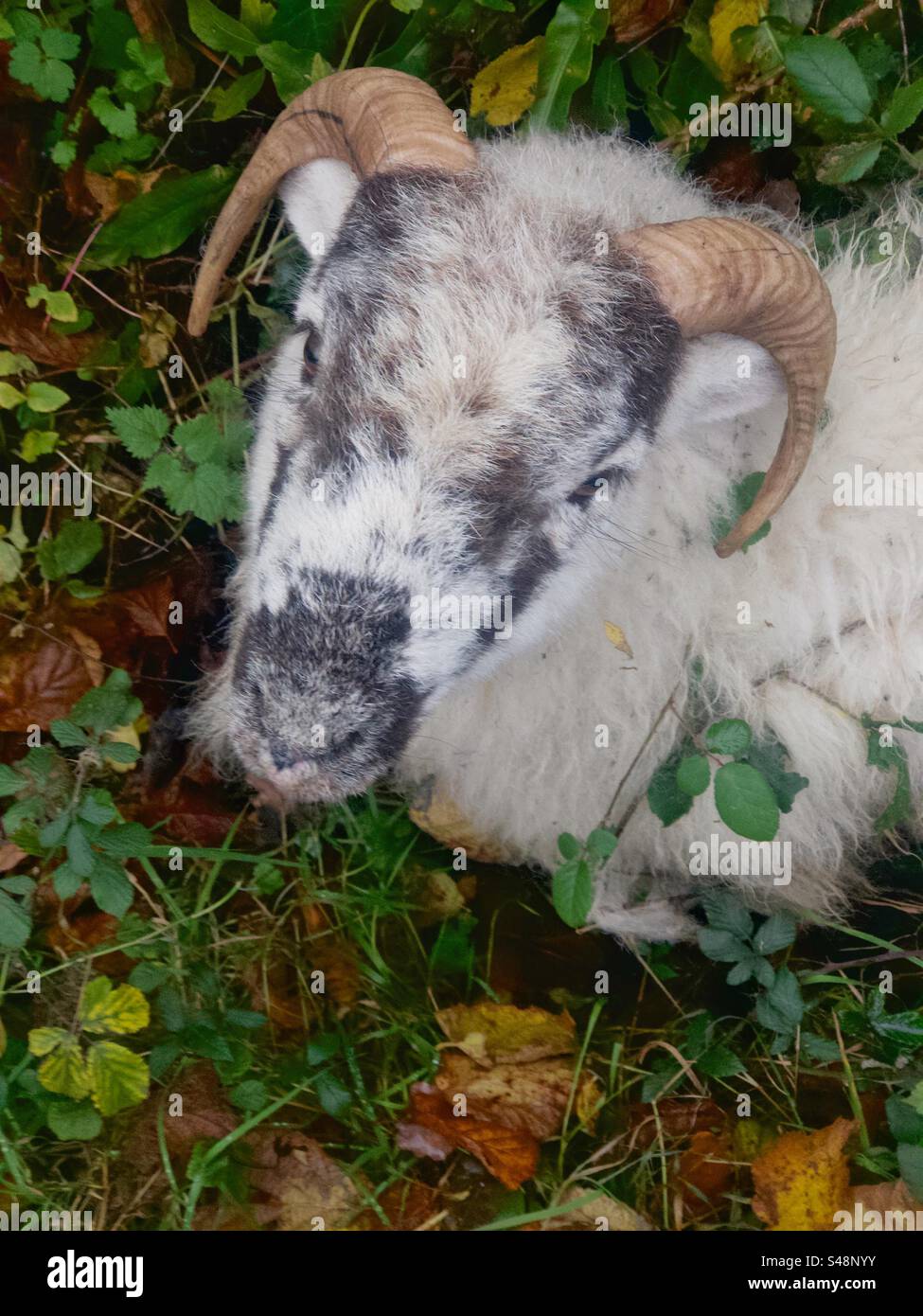 Welsh mountain ram looking towards camera on country lane - Smartphone Captured Stock Image