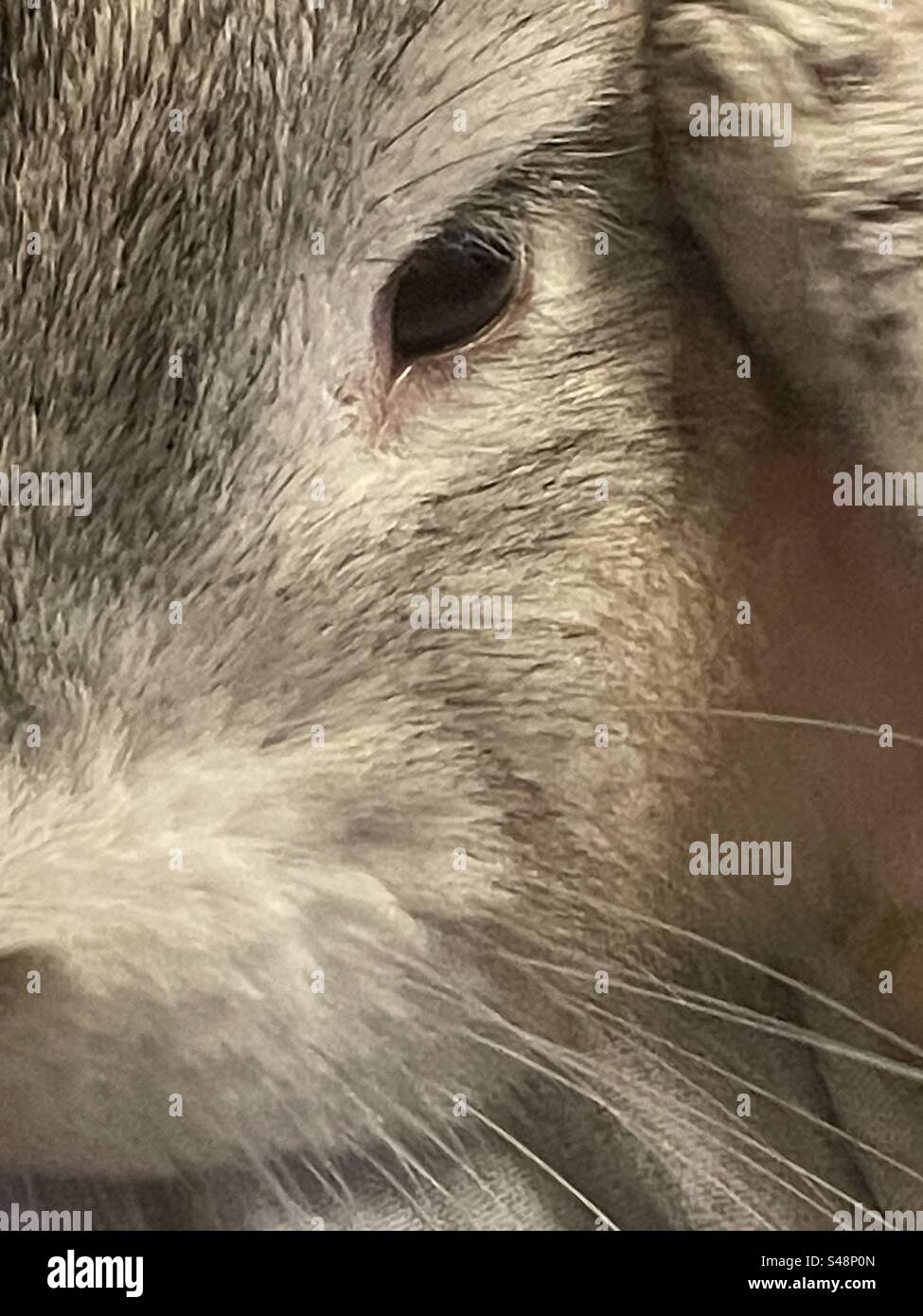 Nice rabbit hi-res stock photography and images - Alamy