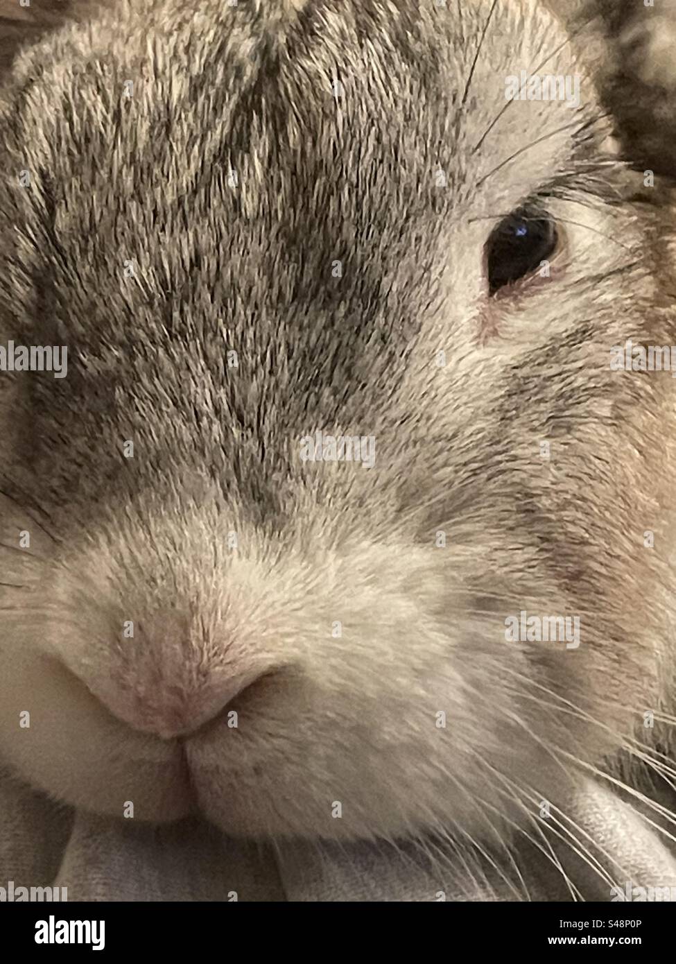Nice rabbit hi-res stock photography and images - Alamy
