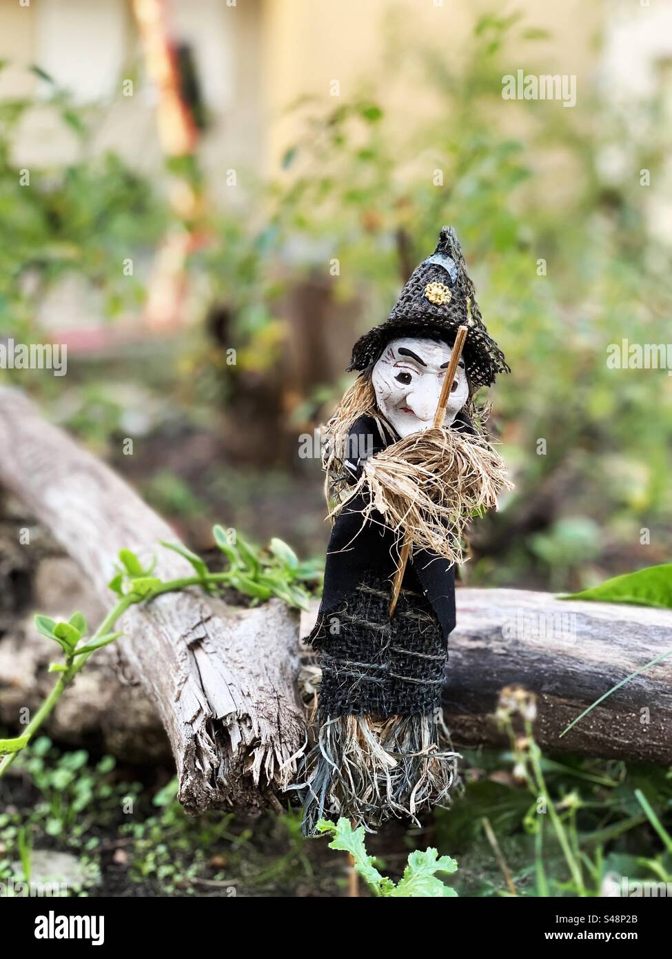 Evil witch in garden for Halloween - Smartphone Captured Stock Image
