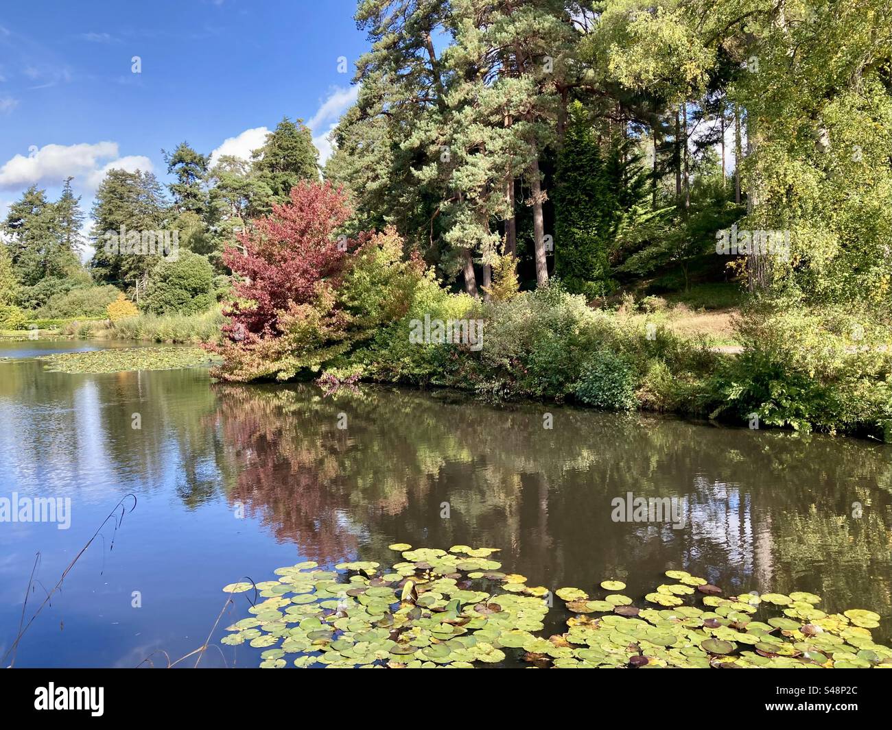 Pond at Bedgebury National Pinetum and Forest in England in the autumn - Smartphone Captured Stock Image