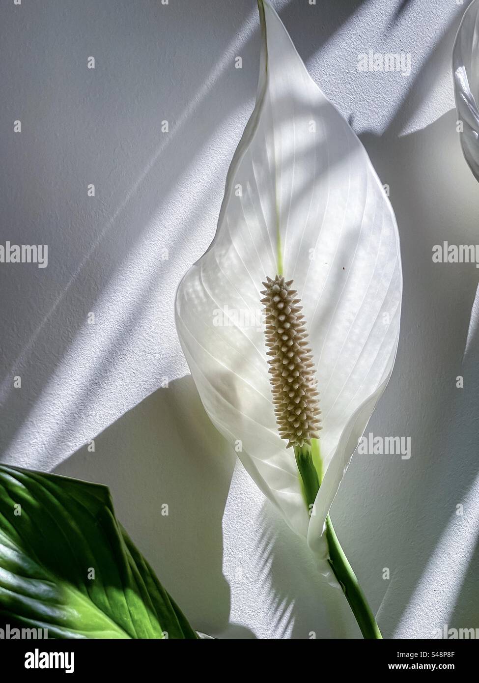 Close-up of a single peace lily/Spathiphyllum flower on shadow patterned white wall. - Smartphone Captured Stock Image