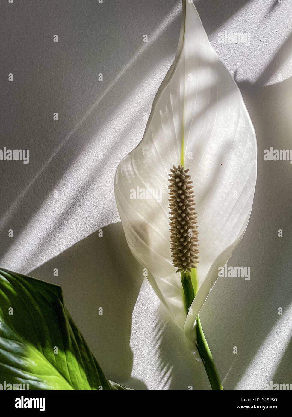 Close-up of a single peace lily/Spathiphyllum flower on shadow patterned white wall indoors. - Smartphone Captured Stock Image