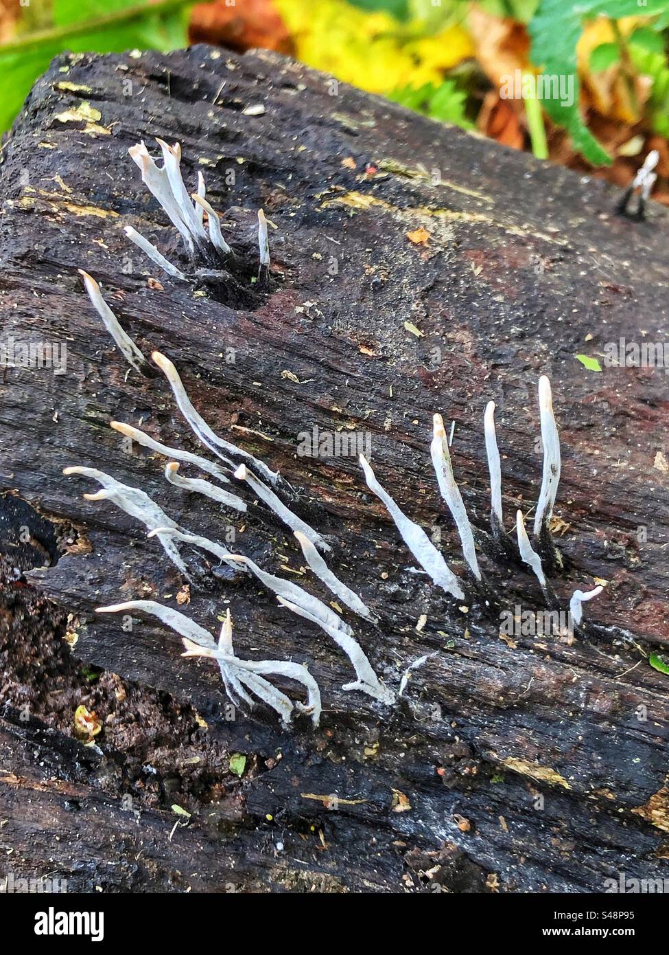 Candle snuff fungus (Xylaria hypoxylon) growing in a Hampshire forest, United Kingdom - Smartphone Captured Stock Image