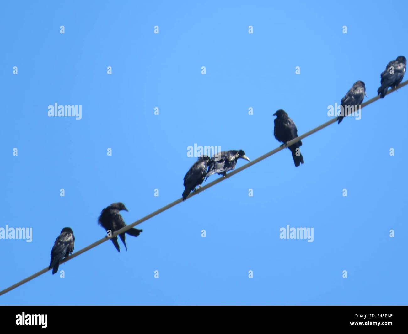 Bird on a wire! - Smartphone Captured Stock Image