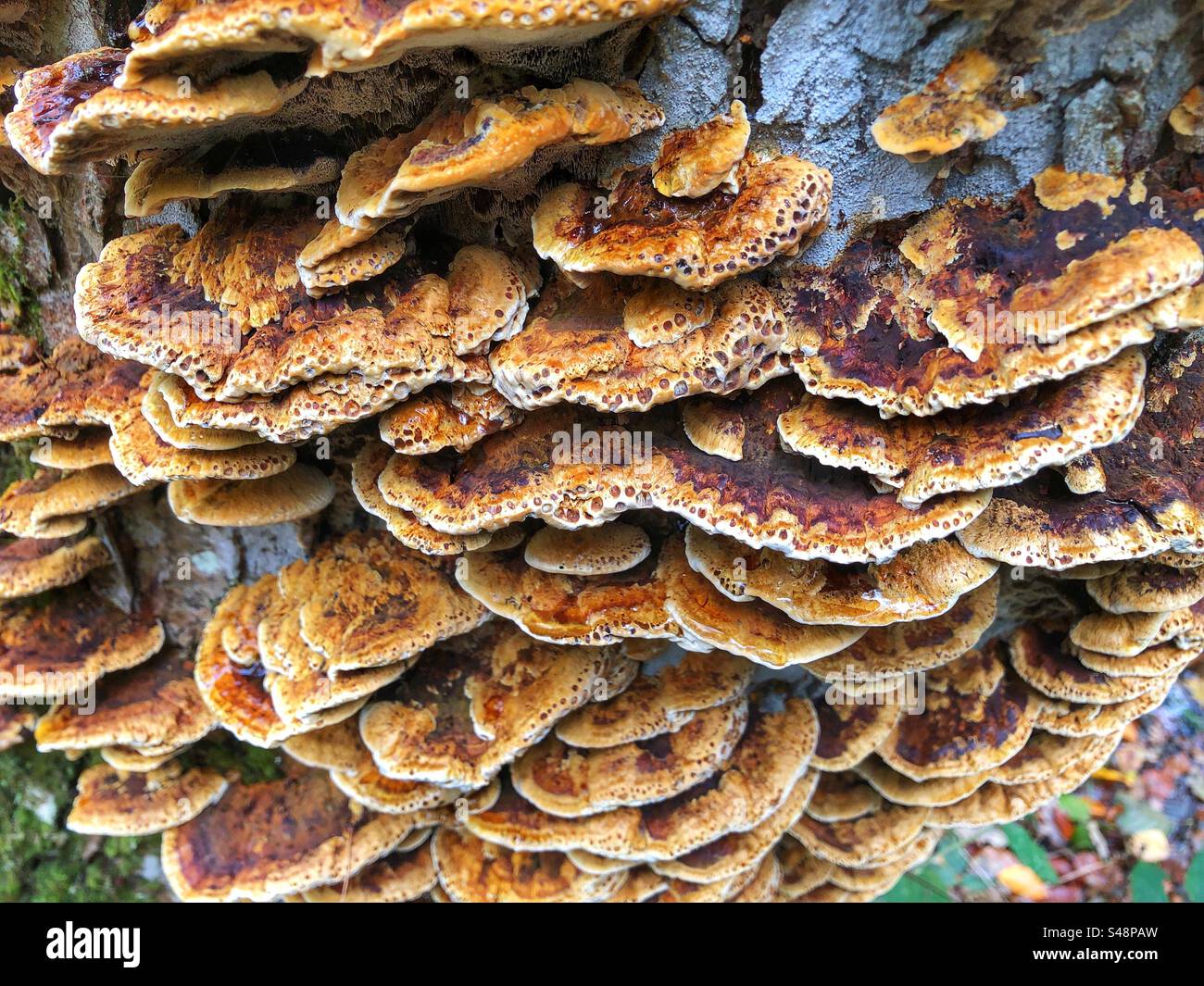 Alder bracket fungus on tree next to flooded Beaulieu River in Autumn ...