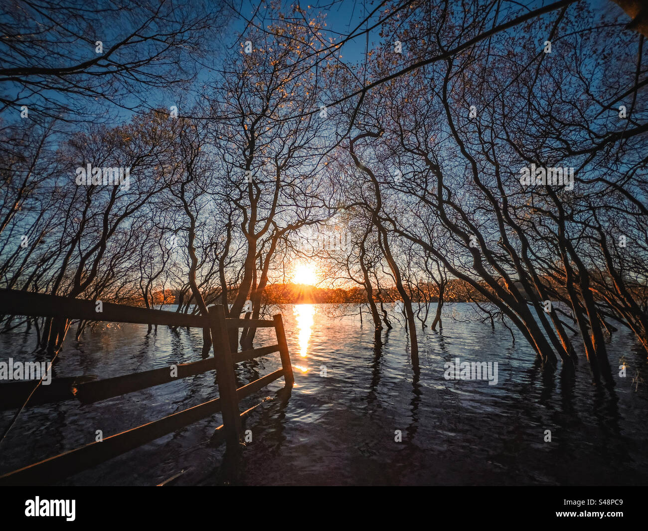 Flooded trees and fence at Rivington reservoir late on an autumn afternoon - Smartphone Captured Stock Image