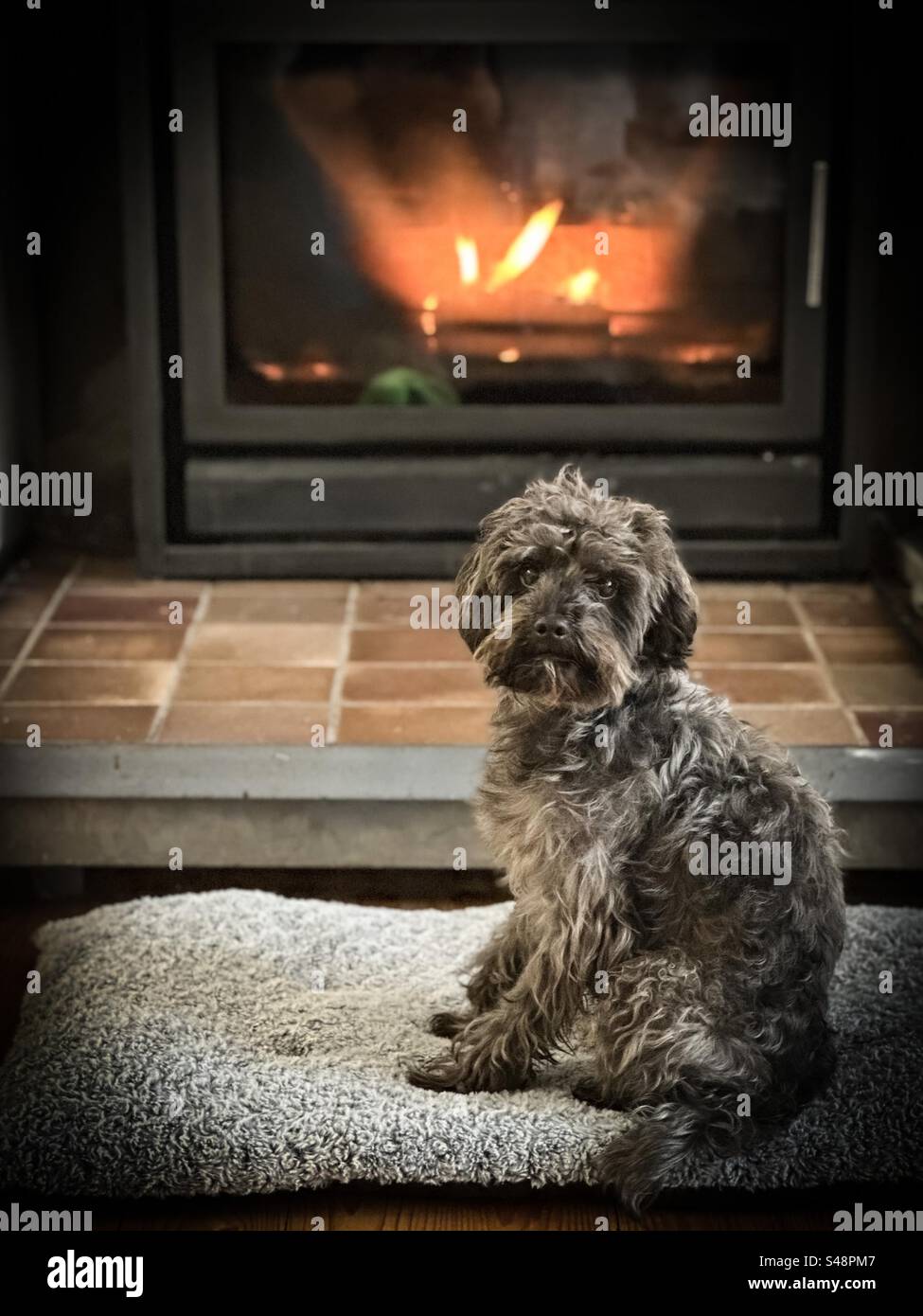 Yorkiepoo dog sitting in front of a log burner. Stock Photo