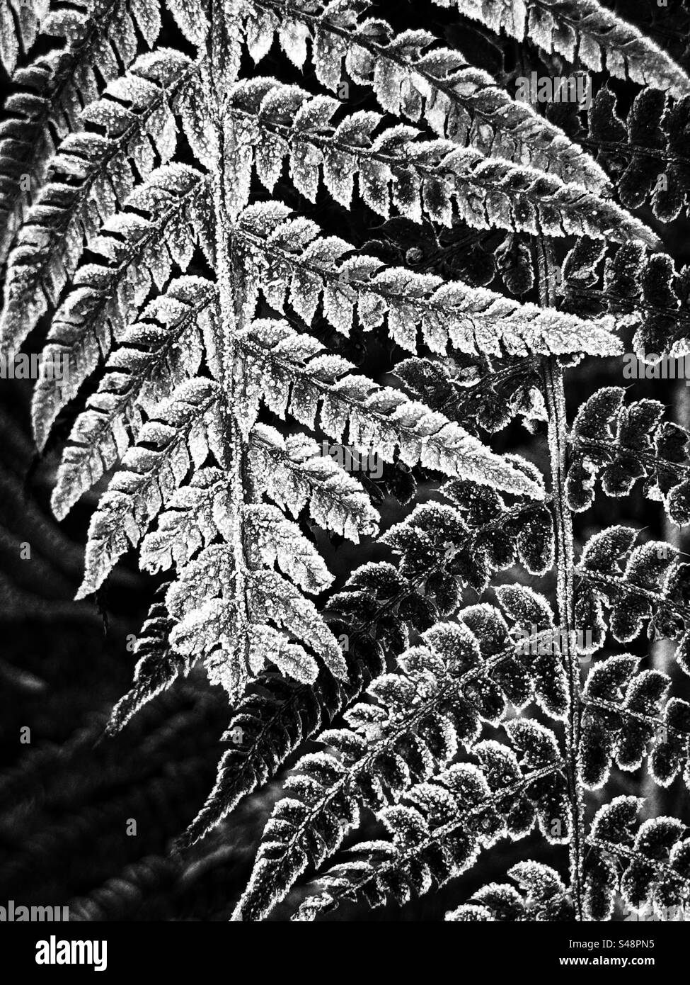 Frosted fern fronds in black and white - Smartphone Captured Stock Image